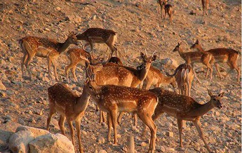 منطقه حفاظت شده پارک ملی ارومیه