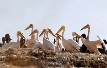 حیات وحش جزایر دریاچه‌ی ارومیه 