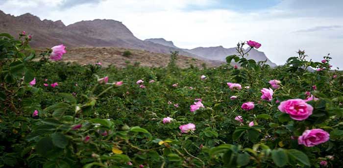 روستای قمصر